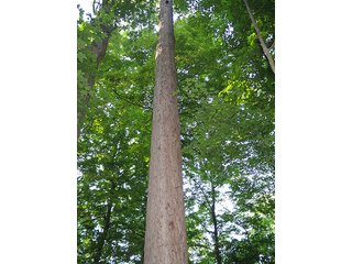 Property photo 3 - 80+/- Acres Land Auction offered in 5 Tracts